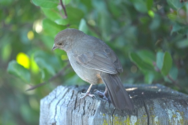 California Towhee
