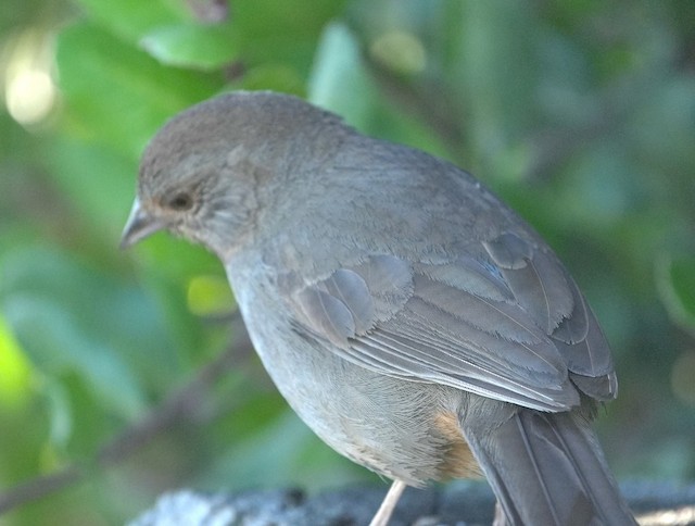 California Towhee