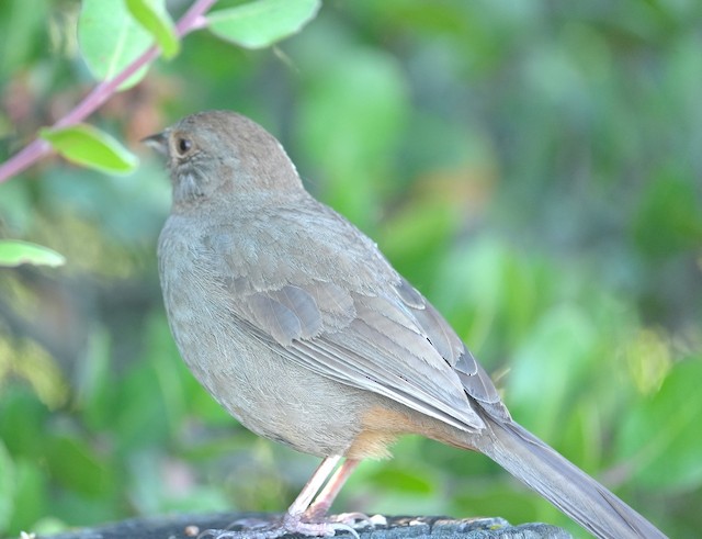 California Towhee