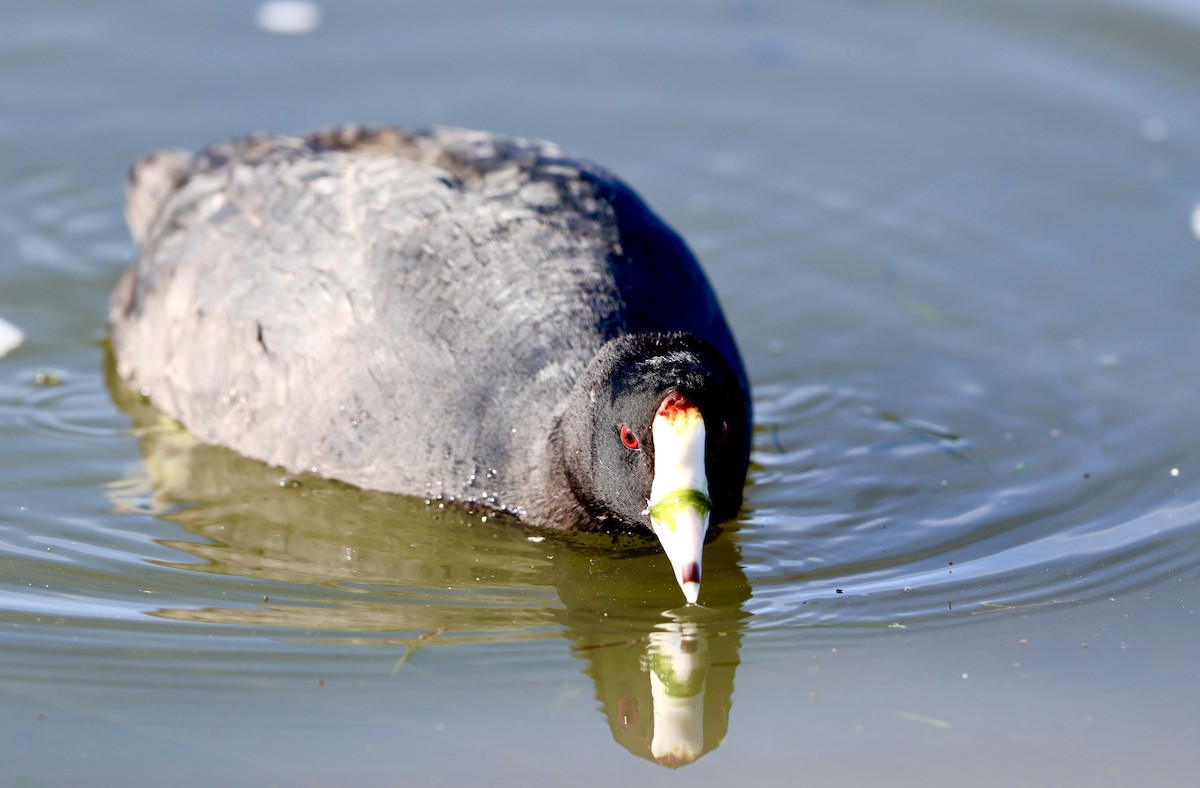 American Coot - ML657236444