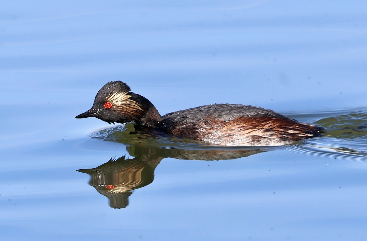 Халтар шунгуур - ML657236456