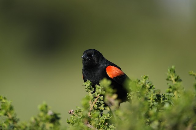 Red-winged Blackbird