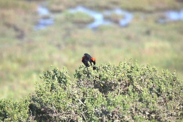 Red-winged Blackbird
