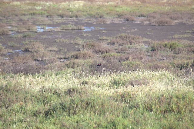Red-winged Blackbird