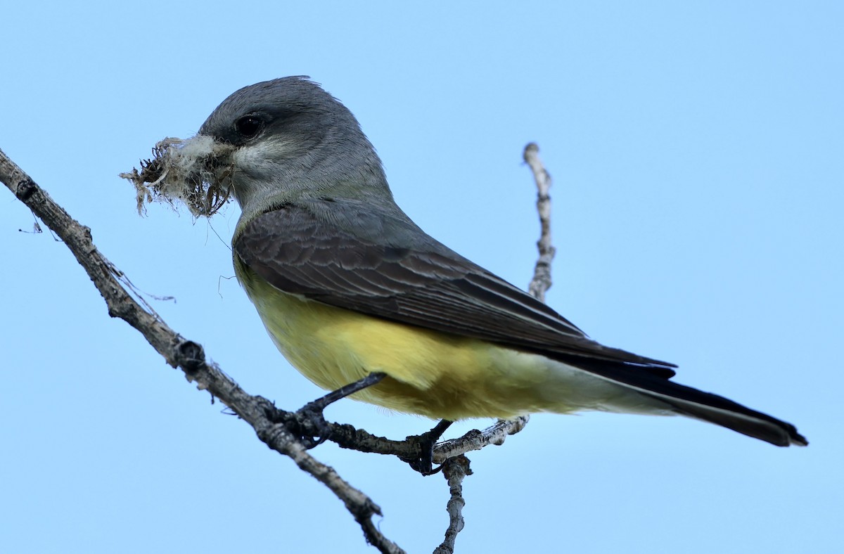 Western Kingbird - ML657236487