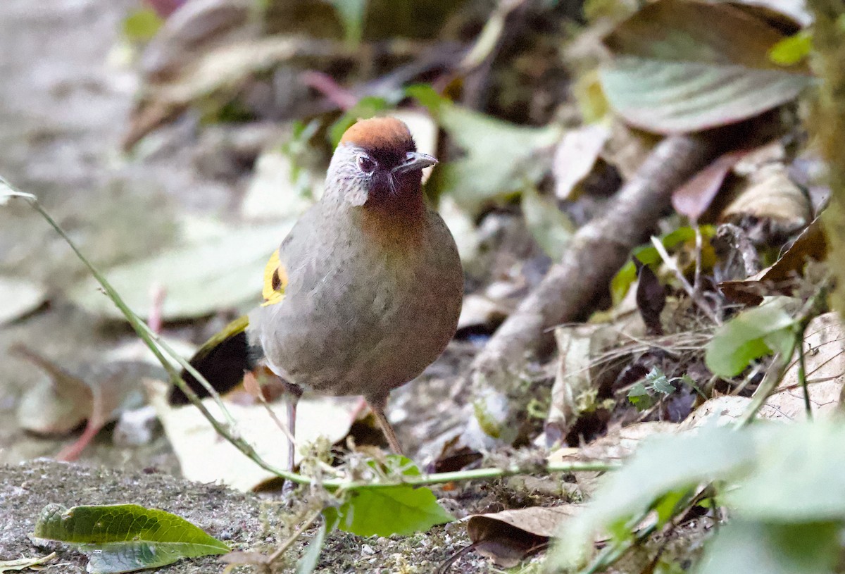 Silver-eared Laughingthrush - ML657236495