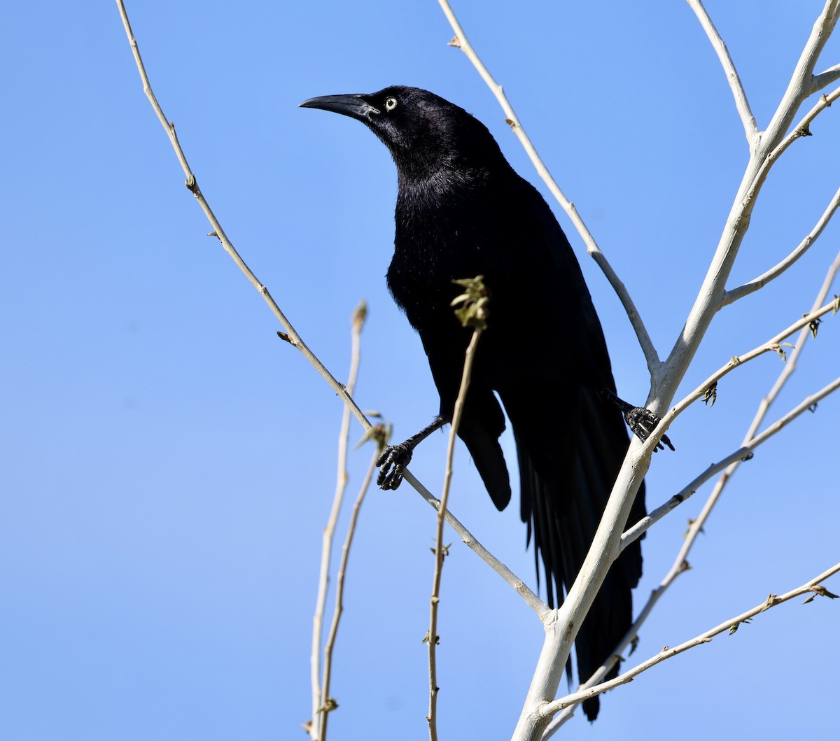 Great-tailed Grackle - ML657236511