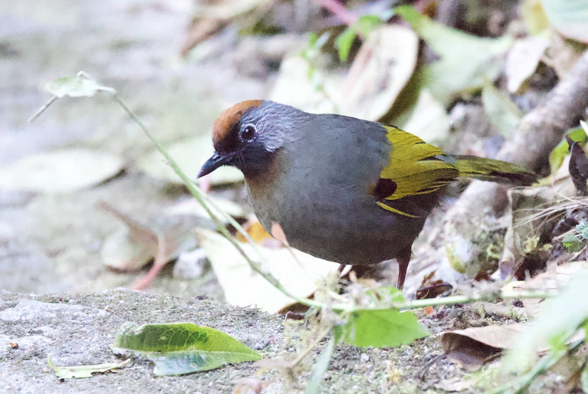 Silver-eared Laughingthrush - ML657236529