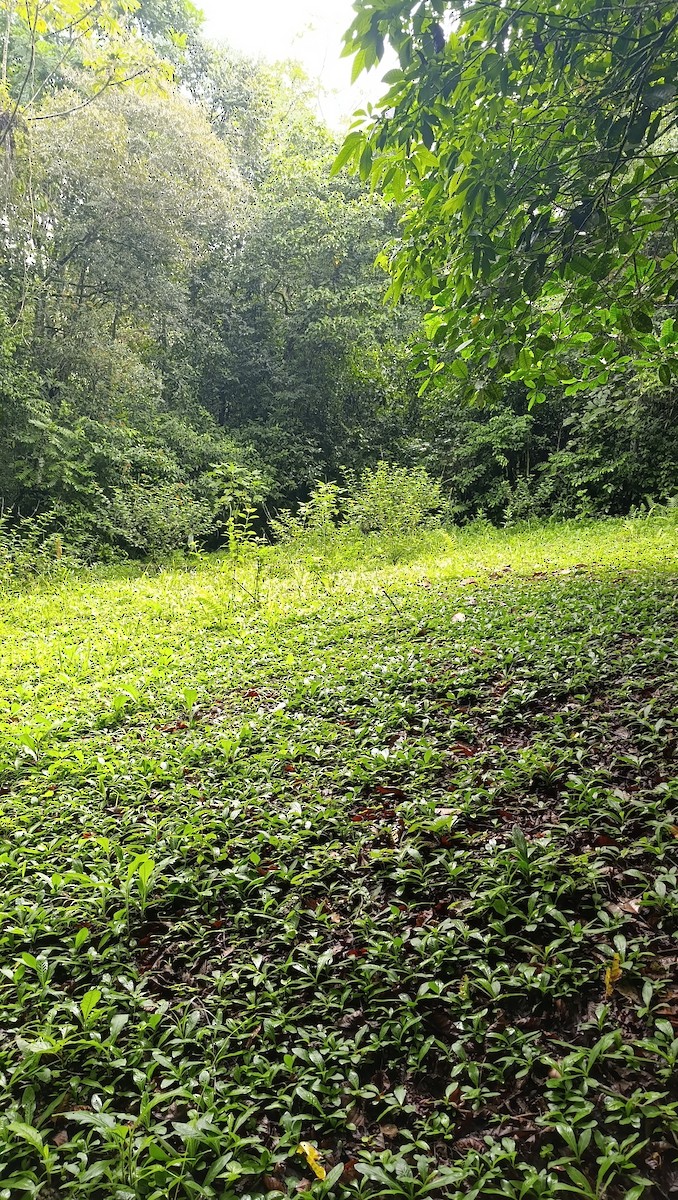 null - ML657236576