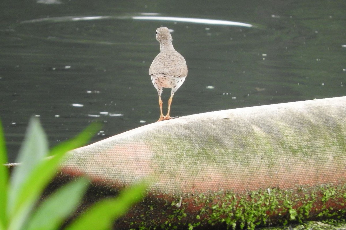 Spotted Sandpiper - Milton Hobbs