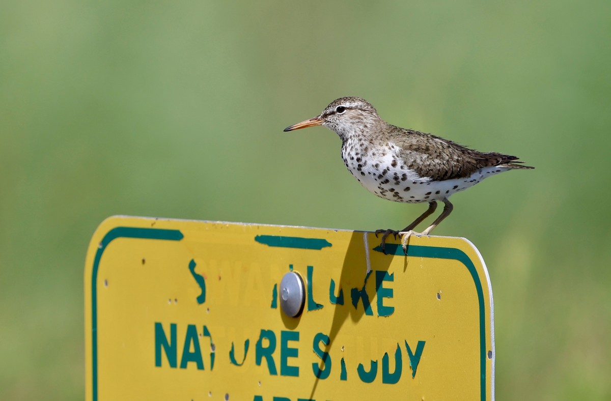 Spotted Sandpiper - ML657236623