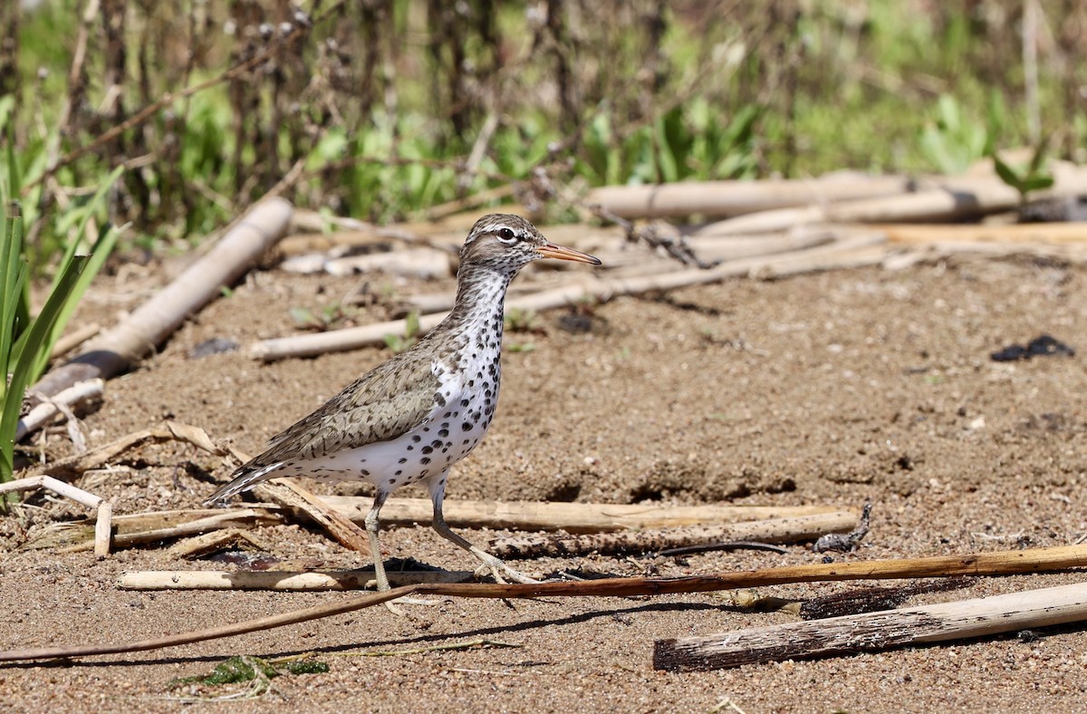 Spotted Sandpiper - ML657236624