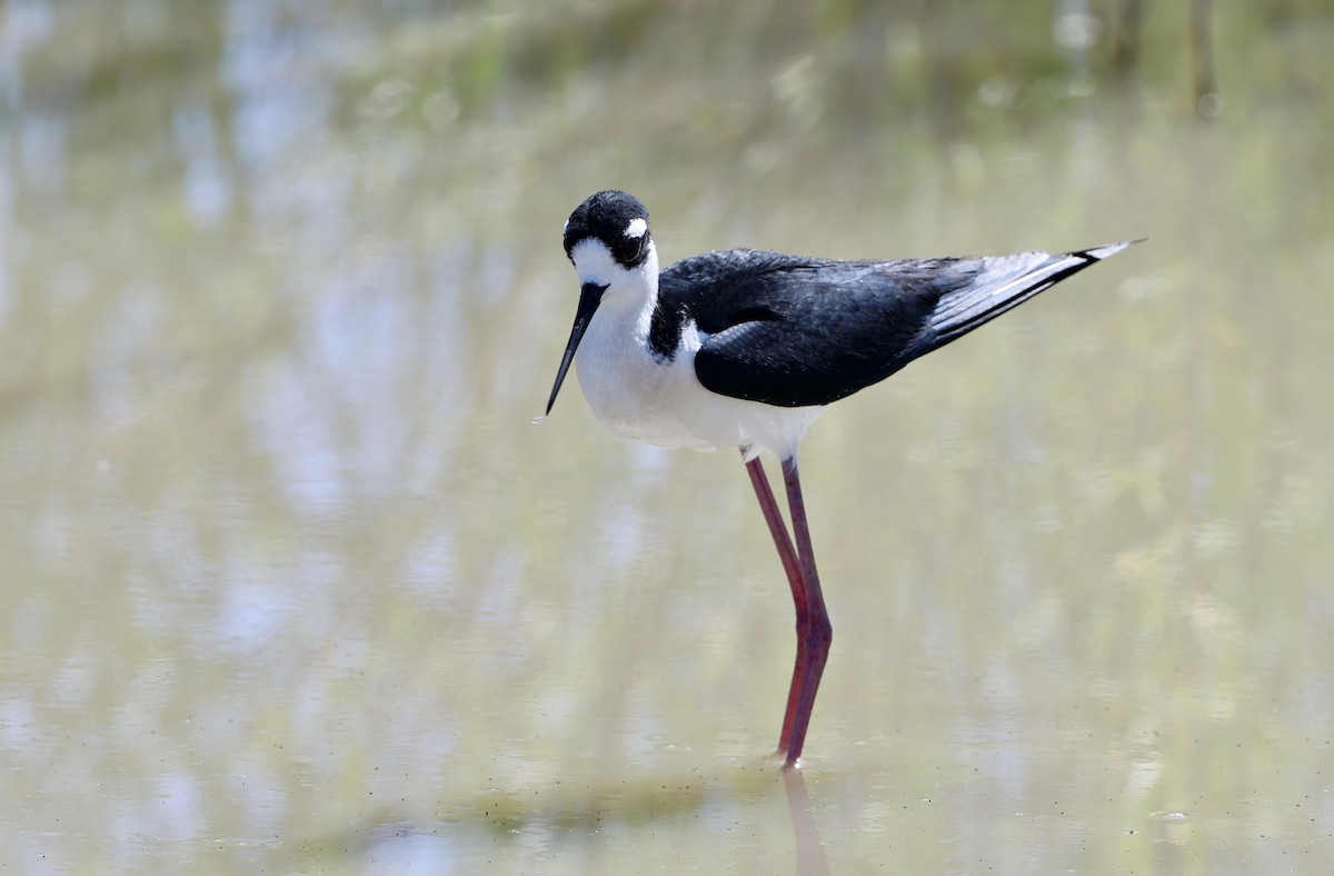 Black-necked Stilt - ML657236629