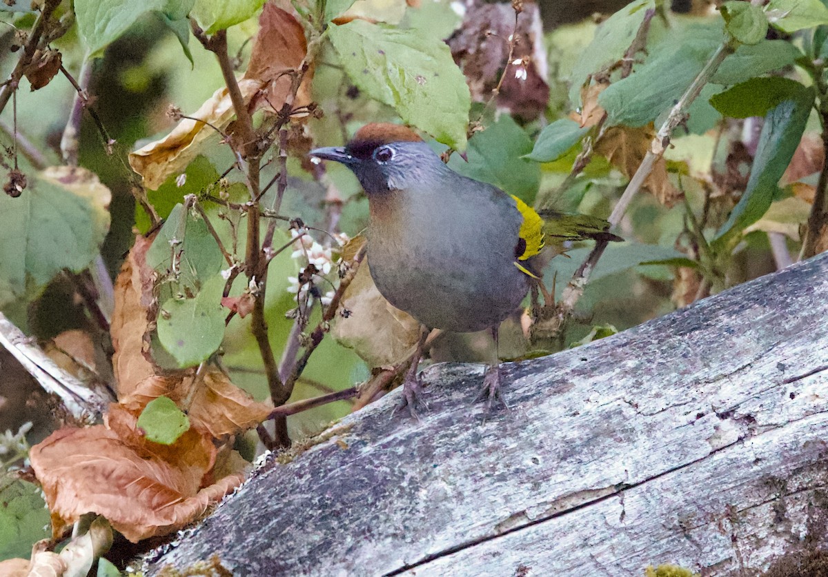 Silver-eared Laughingthrush - ML657236638