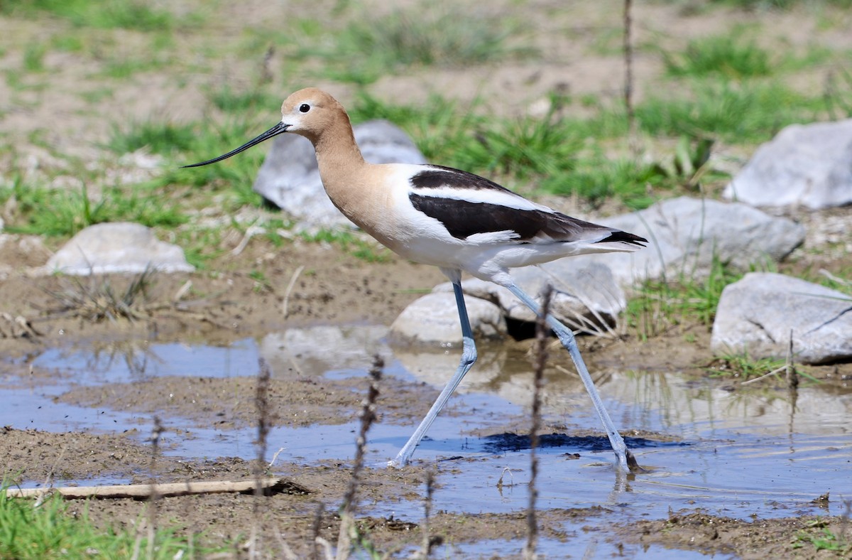 American Avocet - ML657236639