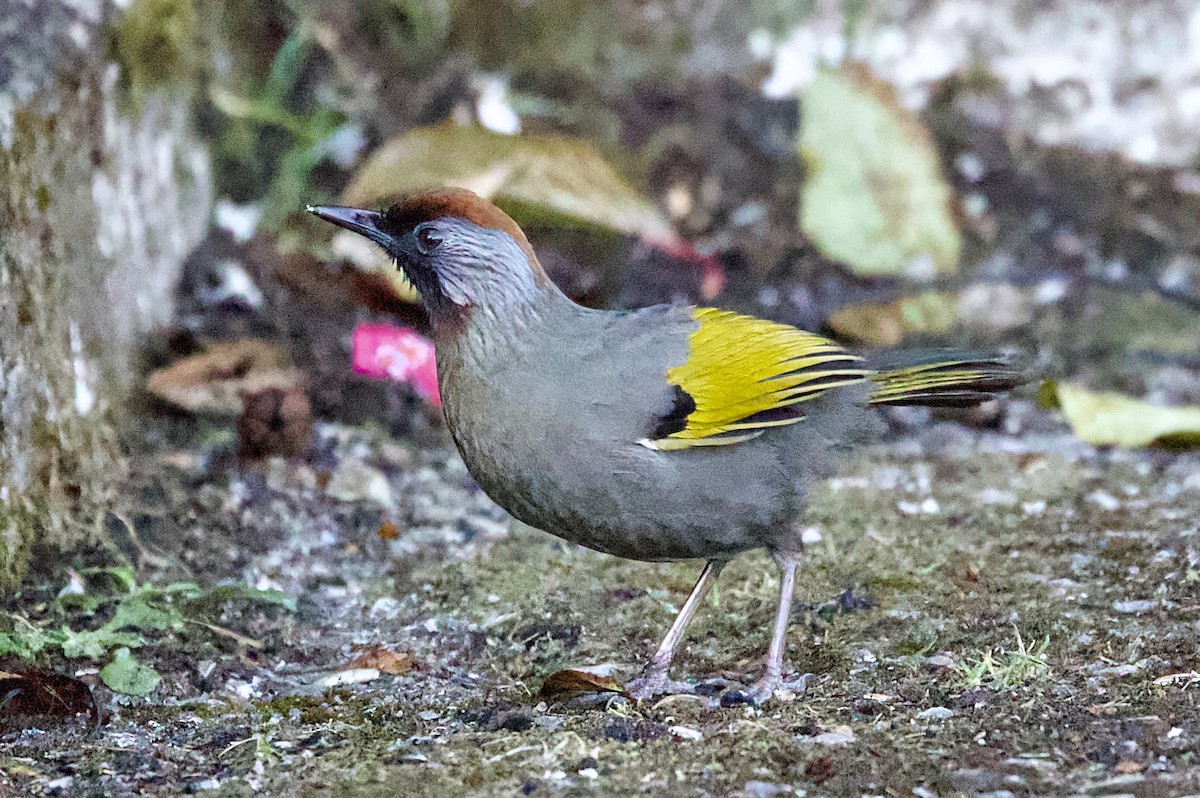 Silver-eared Laughingthrush - ML657236688