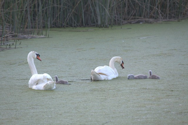 Mute Swan