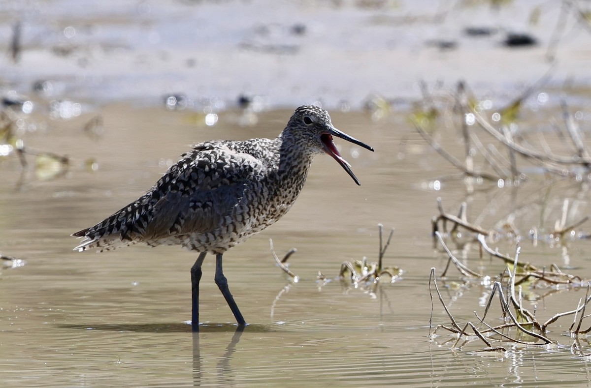 Willet - ML657236721