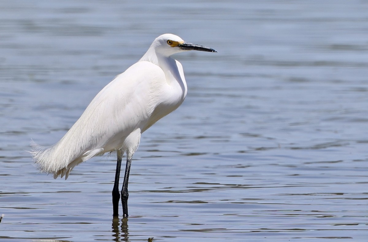 Snowy Egret - ML657236727