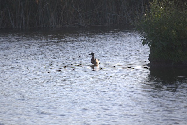 Mallard