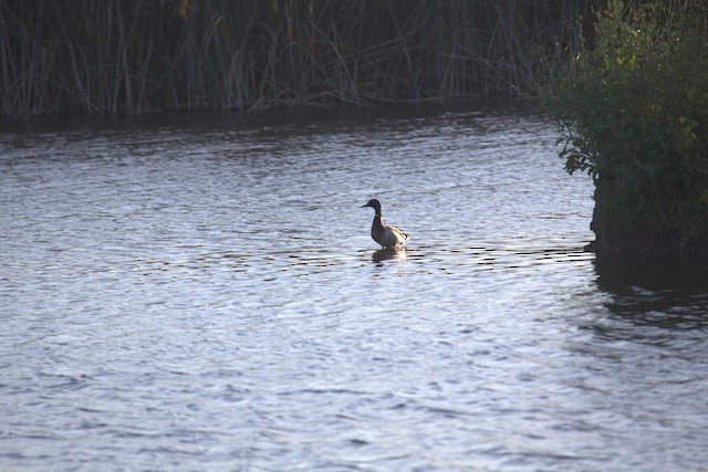 Mallard