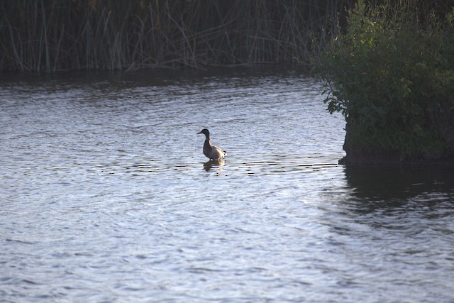 Mallard