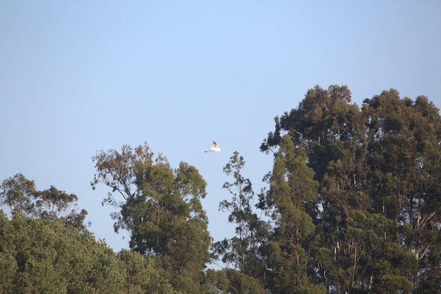 Great Egret