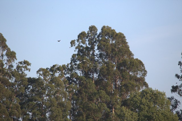 Turkey Vulture