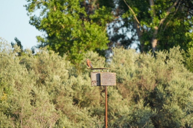 Red-shouldered Hawk