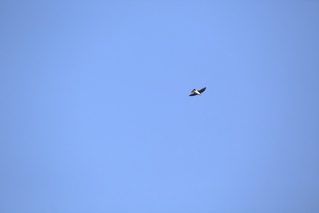 Tree Swallow
