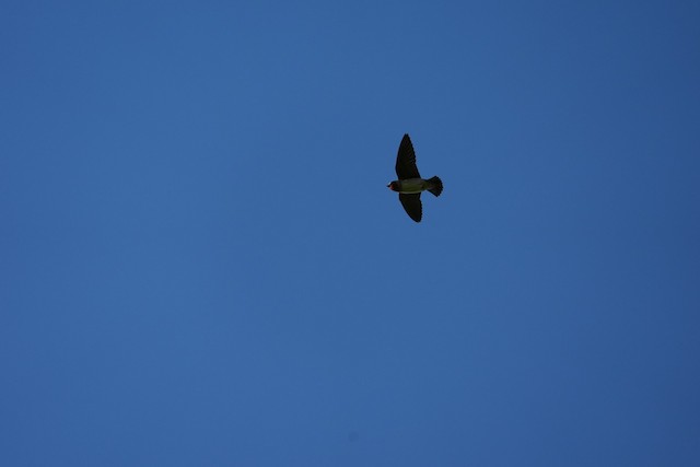 Cliff Swallow