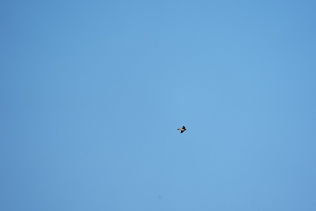 Cliff Swallow
