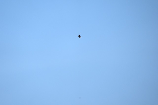 Cliff Swallow