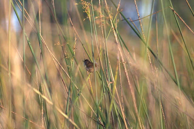 Marsh Wren