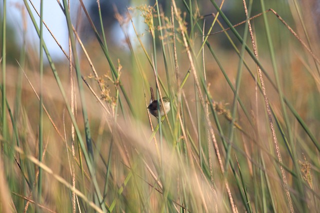 Marsh Wren