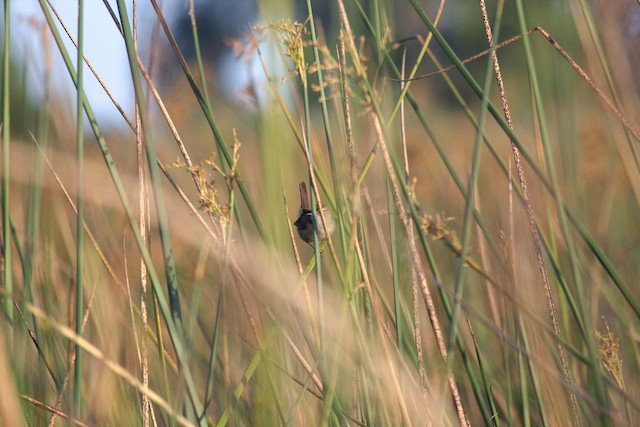 Marsh Wren