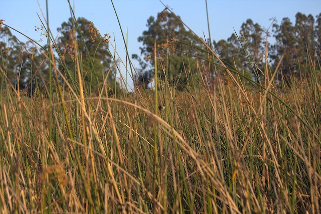 Marsh Wren