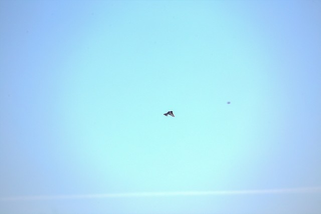 Western Bluebird