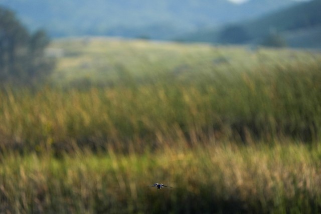 Western Bluebird