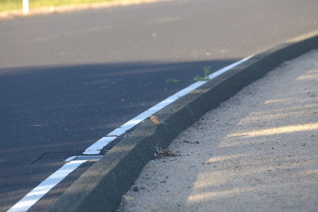 Western Bluebird