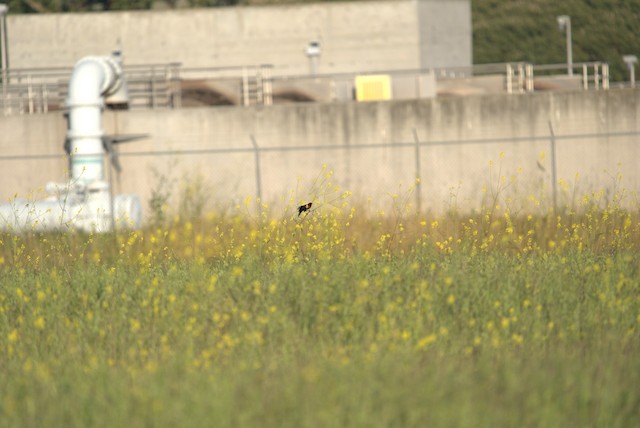 Red-winged Blackbird