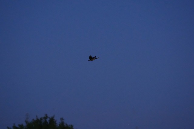 Canada Goose