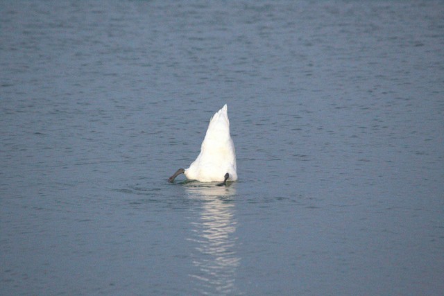 Mute Swan