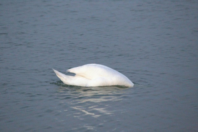 Mute Swan