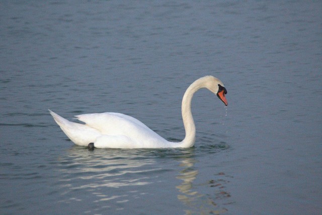 Mute Swan