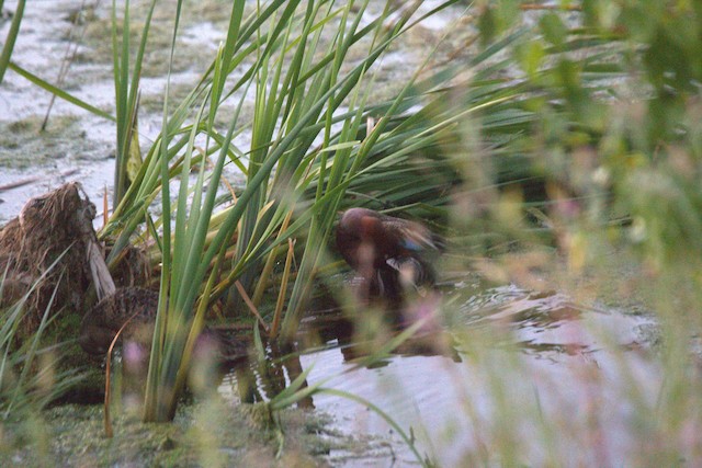 Cinnamon Teal