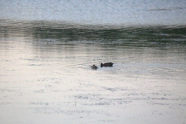 Cinnamon Teal