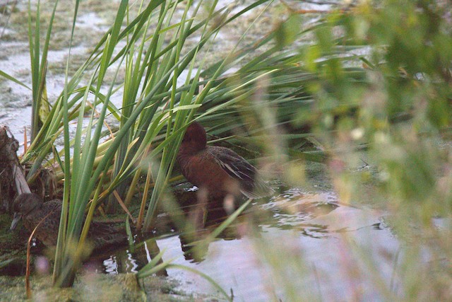 Cinnamon Teal