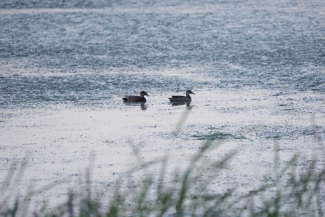 Gadwall
