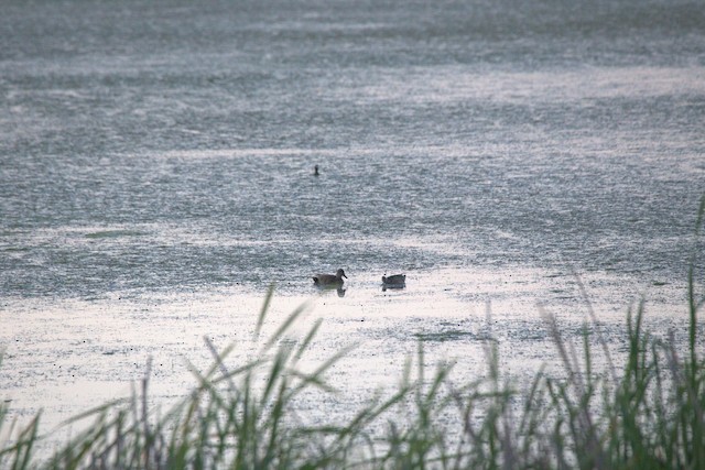 Gadwall